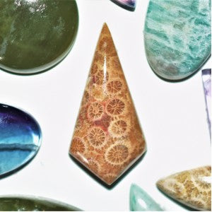 Fossil Coral